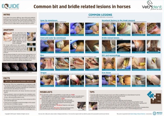 Poster Bit and bridle related lesions in horses